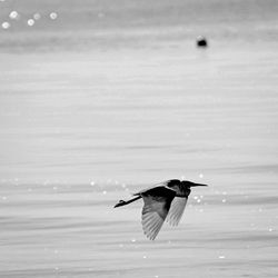 Bird flying over the sea