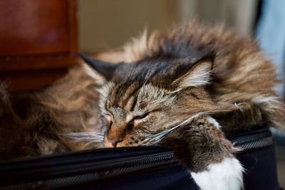 Close-up of cat sleeping at home