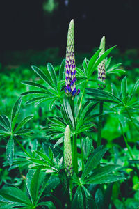 Close-up of butterfly on plant