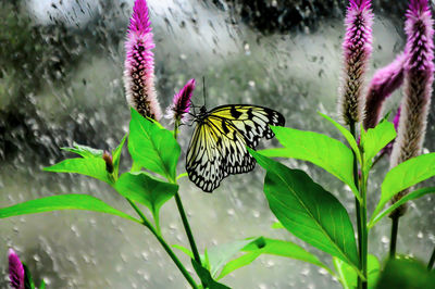 Close-up of butterfly pollinating on pink flower