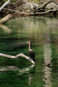 Duck swimming in lake