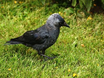 Close-up of raven perching on grass