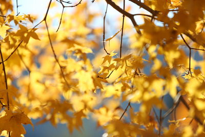 Close-up of yellow flowering plant during autumn