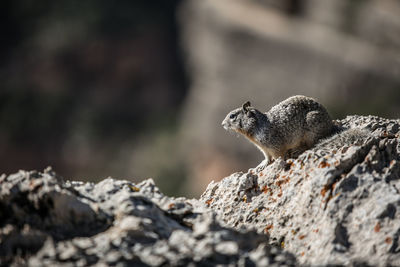 Side view of squirrel on rock