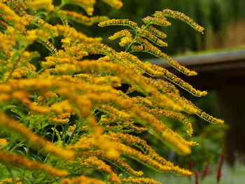 Close-up of yellow flowering plant