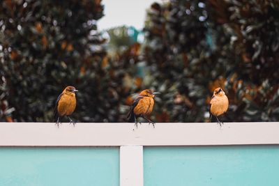 Birds perching on tree