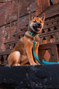 Portrait of dog sitting outdoors