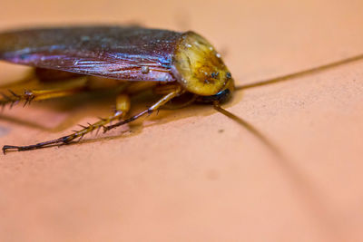 Close-up of insect on leaf