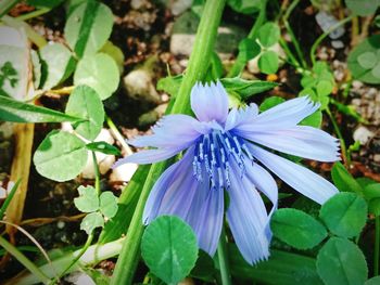 Close-up of purple flowers blooming outdoors