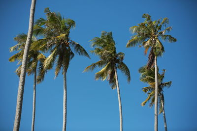 Low angle view of coconut palm trees against clear blue sky