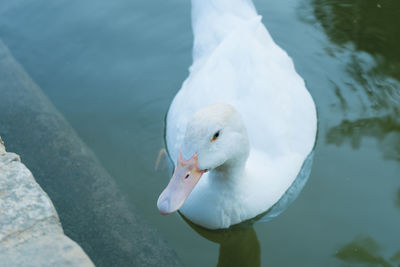 High angle view of swan swimming in lake