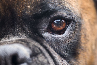 Close-up portrait of boxer 