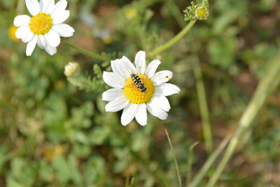 Close-up of bee on white flower