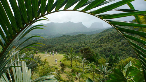 View of palm trees with mountains in background