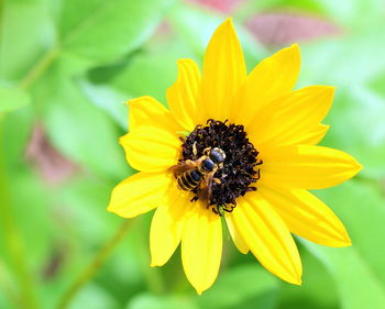 Close-up of bee pollinating on flower