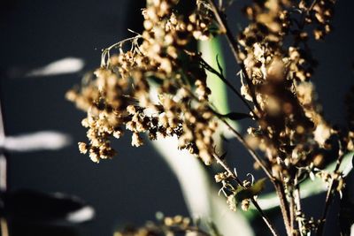 Close-up of flowers on branch