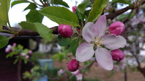 Close-up of pink cherry blossoms in spring