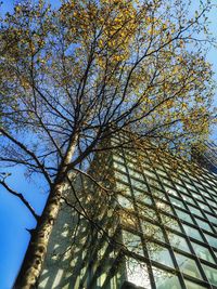 Low angle view of trees against sky