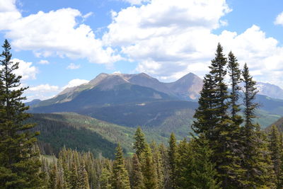 Scenic view of pine trees and mountains against sky