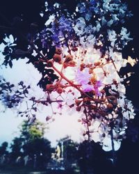 Low angle view of pink flowers