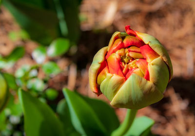 Close-up of red rose bud