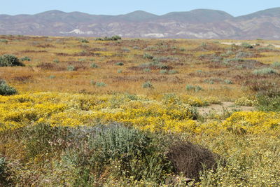 Superbloom in spring carrizo plain national monument, california