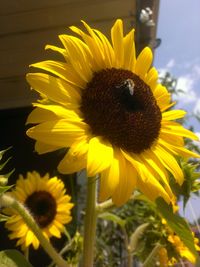 Close-up of sunflower