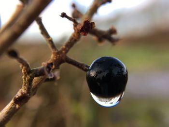 Close-up of fruit growing on tree