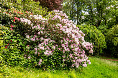 View of flowering tree in garden