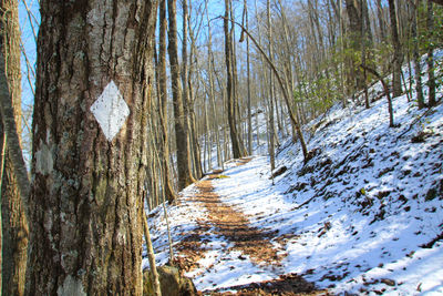 Road amidst trees in forest during winter