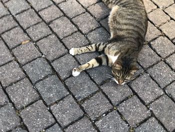 High angle view of cat on cobblestone street