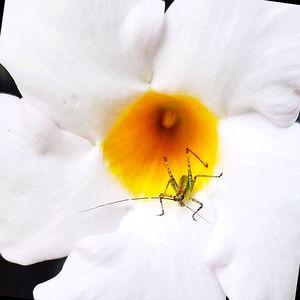 Close-up of insect on white flower