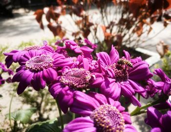 Close-up of pink flowers blooming outdoors