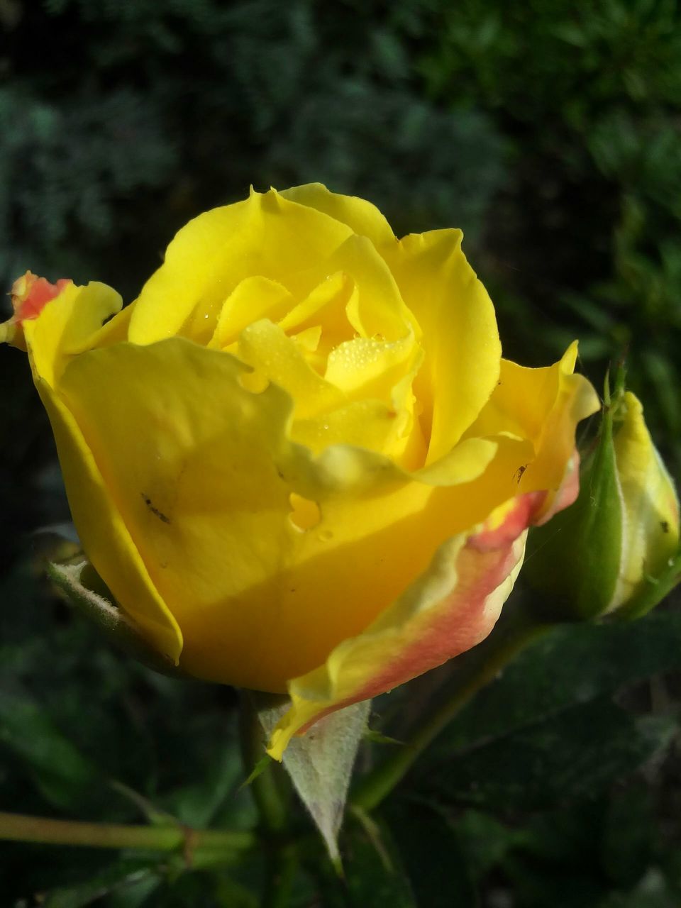 flower, freshness, petal, yellow, fragility, flower head, close-up, beauty in nature, growth, rose - flower, vibrant color, nature, springtime, single flower, plant, selective focus, water, in bloom, blossom, botany, rose, day, focus on foreground, dew, softness, soft focus, rose petals