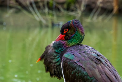 Close-up of a bird