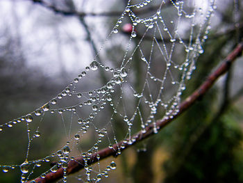 Close-up of water drops on spider web