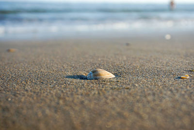 Close-up of shell on beach
