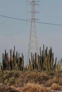 Low angle view of cactus plants on field against sky