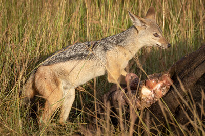 Black-backed jackal stands nervously by buffalo carcase