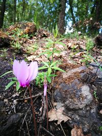 Close-up of pink crocus flower in field