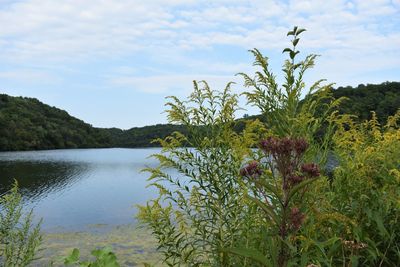 Scenic view of flowering plants and trees against sky