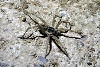 Close-up of spider on rock