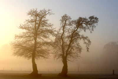 Silhouette trees on field against sky during foggy weather