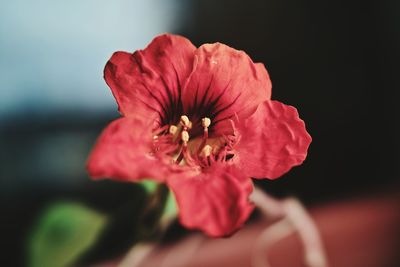 Close-up of pink flower growing outdoors