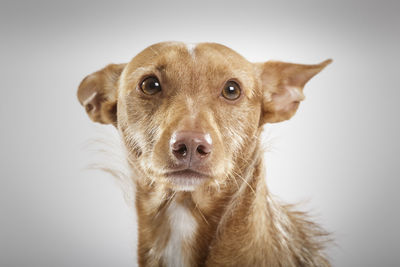 Close-up portrait of a dog over white background