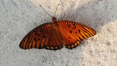 High angle view of butterfly