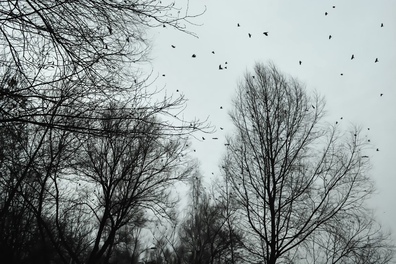 tree, bird, wildlife, animal themes, animal wildlife, animal, group of animals, branch, bare tree, sky, flying, large group of animals, plant, black and white, flock of birds, monochrome, nature, monochrome photography, silhouette, flock, low angle view, no people, beauty in nature, winter, outdoors, morning, tranquility, mid-air, scenics - nature, day