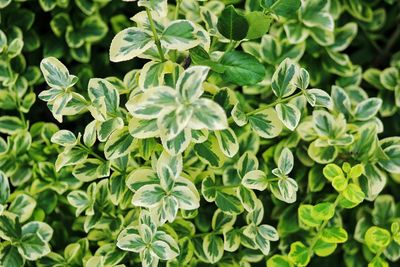 Full frame shot of fresh green leaves