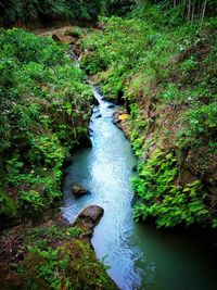 Stream flowing in forest