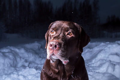 Dog sitting on snow